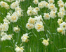 Narcissus 'Manly',Daffodil Flowers bulb, perennials - Caribbeangardenseed