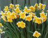Daffodil Bulb- Orangery' , Great for naturalizing - Caribbeangardenseed