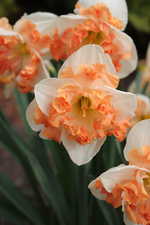 Narcissus Sunny Girlfriend, Daffodil Bulbs, - Caribbeangardenseed