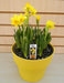 Daffodil Tete-a-Tete Bulbs ,fall planting - Caribbeangardenseed