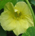 Nasturtium Seeds, Nasturtium 'Alaska Gold' - Caribbeangardenseed