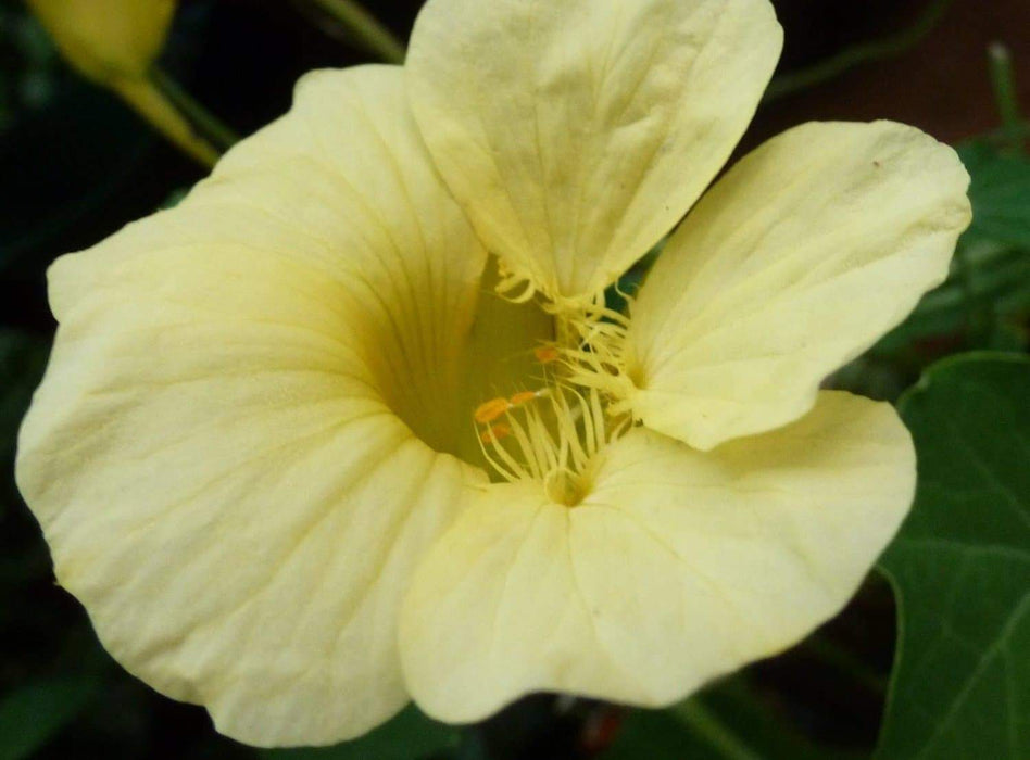 Nasturtium Seeds, Nasturtium 'Alaska Gold' - Caribbeangardenseed