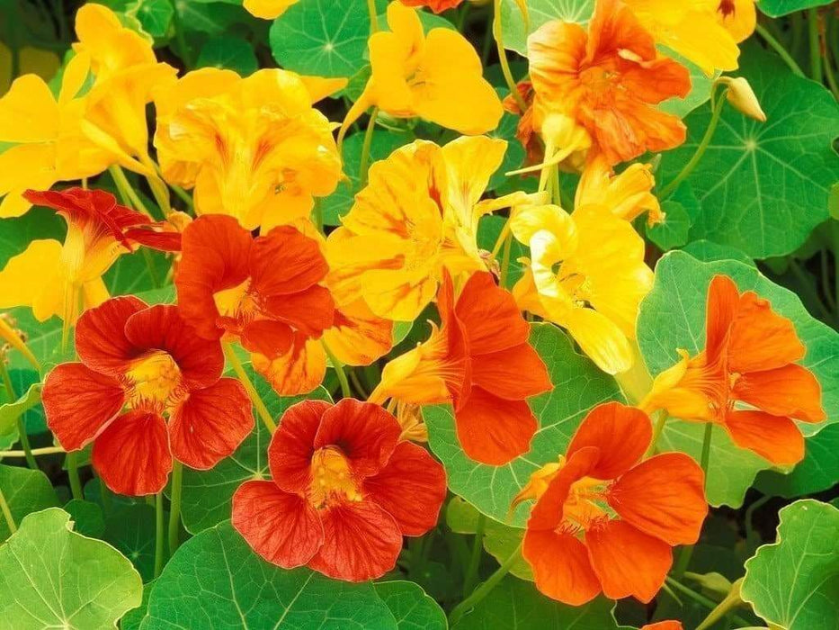 Nasturtium FLOWERS Seed (Jewel Mix) Edible Flowers - Caribbeangardenseed