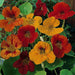 Nasturtium FLOWERS Seed (TOM THUMB Mix ) Edible Flowers - Caribbeangardenseed