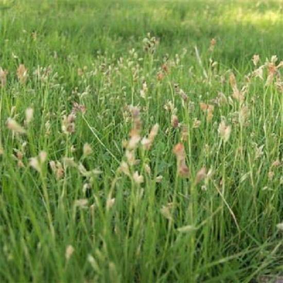 Shortgrass Native Grass - Seed Mix - Caribbeangardenseed