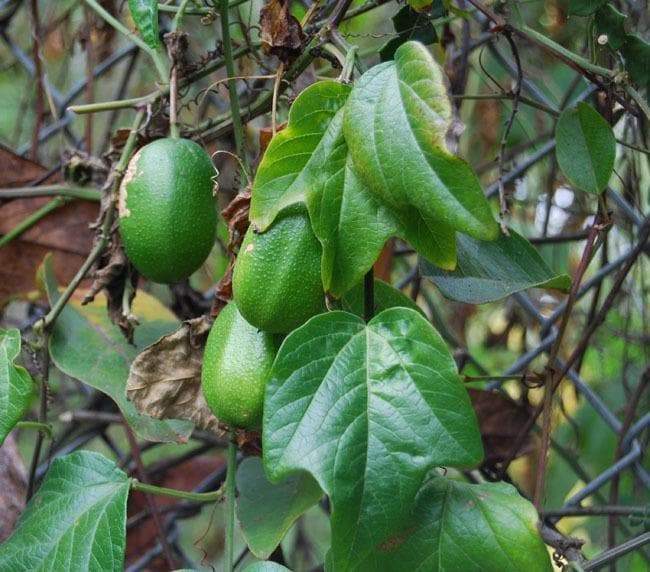NATIVE PASSIONFRUIT (Passiflora herbertiana) 5 SEEDS,Tropical Vine,from Australia - Caribbeangardenseed