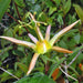 NATIVE PASSIONFRUIT (Passiflora herbertiana) 5 SEEDS,Tropical Vine,from Australia - Caribbeangardenseed