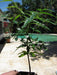 Neem Plant seeds ,Azadirachta indica,fast-growing, - Caribbeangardenseed