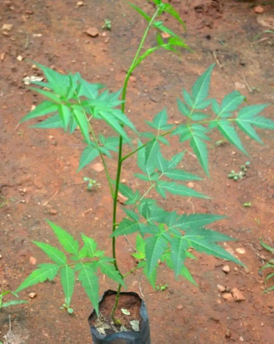 Neem Plant seeds ,Azadirachta indica,fast-growing, - Caribbeangardenseed