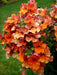 Nemesia Flowers Seeds - Orange Prince,Perennial native to North America and parts of Europe and Siberia. - Caribbeangardenseed