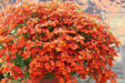 Nemesia Flowers Seeds - Orange Prince,Perennial native to North America and parts of Europe and Siberia. - Caribbeangardenseed