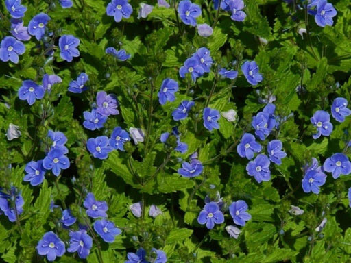 Nemesia Seeds - Blue Gem,Perennial native to North America and parts of Europe and Siberia. - Caribbeangardenseed