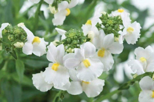 Nemesia Seeds-White Knight - Nemesia Strumosa-Wonderful in containers- perennial - Caribbeangardenseed