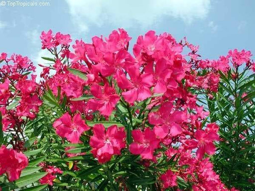 Nerium oleander Seeds,Tropical Tree ,star-shaped flowers,leathery evergreen foliage,Perennial - Caribbeangardenseed