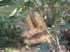 Nerium oleander Seeds,Tropical Tree ,star-shaped flowers,leathery evergreen foliage,Perennial - Caribbeangardenseed