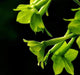 Nicotiana FLOWERS SEED (Nicotiana Alata Mix ) Flowering Tobacco, - Caribbeangardenseed