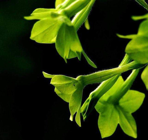 Nicotiana Seeds - Lime Green (Nicotiana Alata ) Flowering Tobacco - Caribbeangardenseed