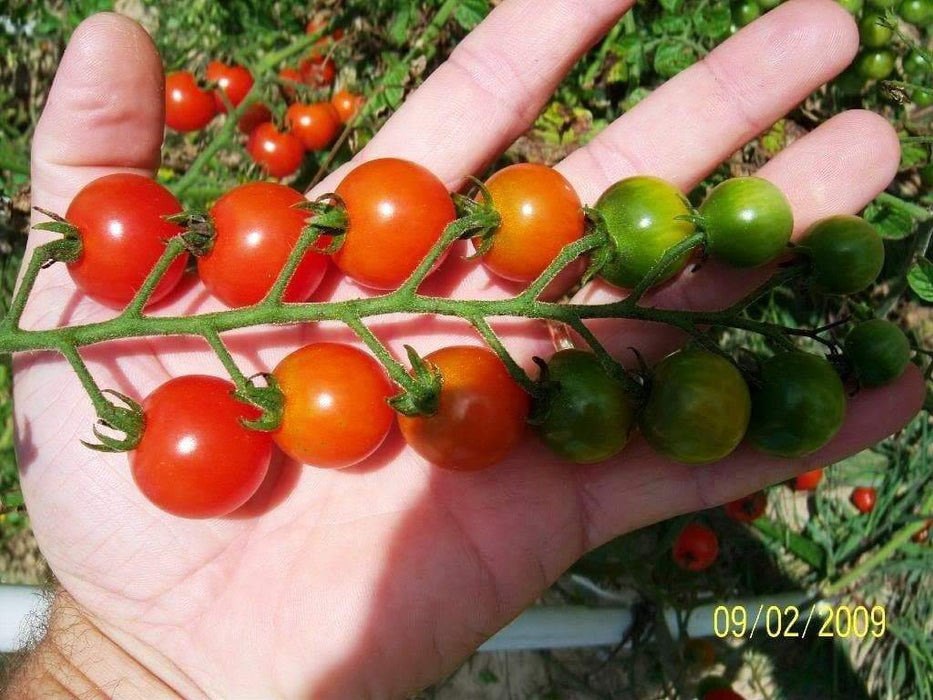 Non-GMO Sweetie Tomato - Open-Pollinated - Small Cherry tomato - Lycopersicon lycopersicum) Super Sweet - Caribbeangardenseed