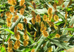Northern Sea Oats Seed,(Chasmanthium latifoliumvery attractive ornamental grass - Caribbeangardenseed