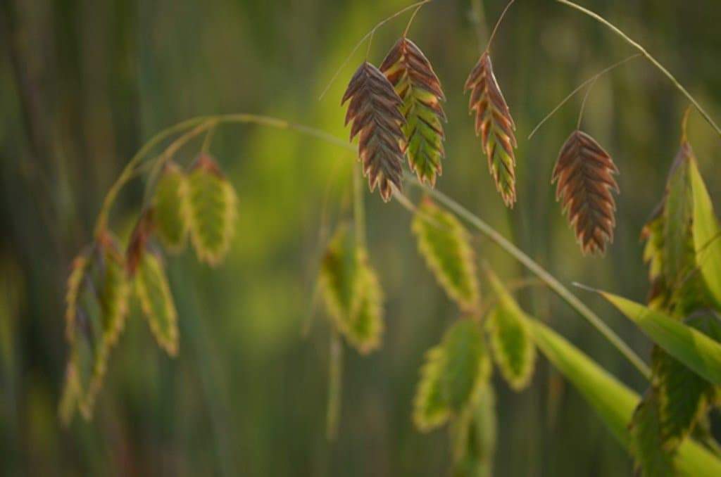 Northern Sea Oats Seed,(Chasmanthium latifoliumvery attractive ornamental grass - Caribbeangardenseed