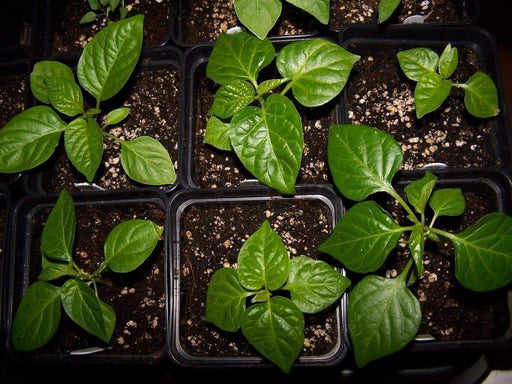 NuMex Suave Pepper Seeds (OG) Capsicum chinense, MILD - Caribbeangardenseed