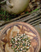 Oaxacan Green Dent Corn seeds - Native and Heirloom Corn - Caribbeangardenseed