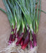 Red BUNCHING Onion Seeds ,Asian Vegetable - Caribbeangardenseed