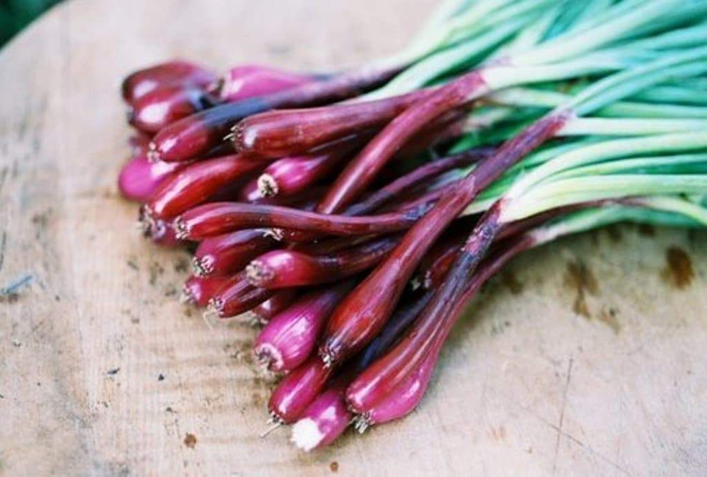 Red BUNCHING Onion Seeds ,Asian Vegetable - Caribbeangardenseed