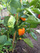 Orange Cal Wonder Bell pepper Seeds,Capsicum annuum-Sweet Pepper - Caribbeangardenseed