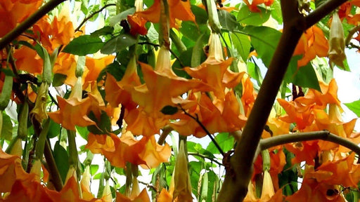 Angel Trumpet SEEDS - ORANGE GLORY (brugmansia suaveolens ) Fragrant Trumpet flowers - Caribbeangardenseed