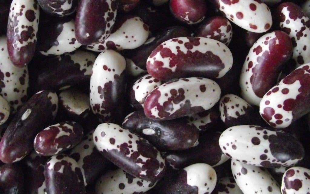Organic Bean, Bush Jacob's Cattle ( Phaseolus vulgaris) Dry/Shelling - Caribbeangardenseed