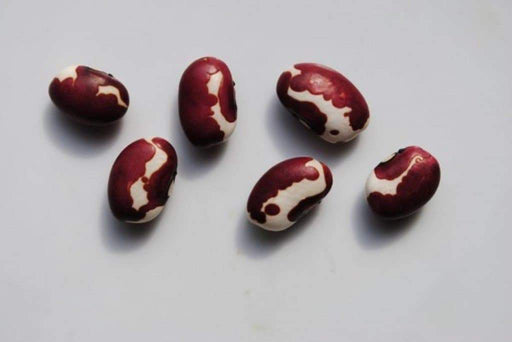 Organic Bean Seed, Anasazi Cave beans ( Phaseolus vulgaris) Dry, Shelling, Heirloom Bean ! - Caribbeangardenseed