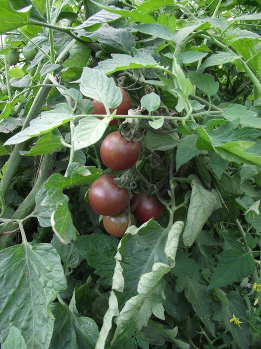 Organic BLACK CHERRY TOMATO Seed - Perfectly round cherry with classic black tomato flavor, sweet yet rich and complex.â - Open-pollinated - Caribbeangardenseed