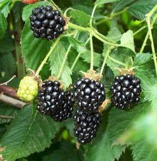 Organic Blackberry Seeds, berries are very sweet and have a hint of pineapple in their taste. - Caribbeangardenseed