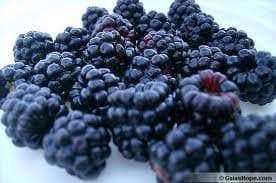 Organic Blackberry Seeds, berries are very sweet and have a hint of pineapple in their taste. - Caribbeangardenseed