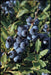 Organic Blueberry Seeds,(Lowbush Blueberry Seed) Vaccinium angustifolium - Caribbeangardenseed
