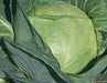 Brunswick Cabbage - Brassica oleracea, Hardy Heirloom. vegetable - Caribbeangardenseed