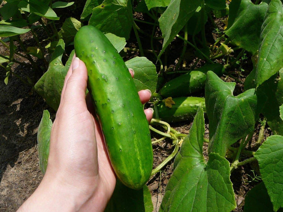 Organic Cucumber Seeds 'Poinsett 76,' a prickly, vining, disease-resistant slicer - Caribbeangardenseed