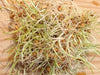 Organic Hard Red Wheat Seed,Grow Wheatgrass, Flour,Grain,Bread,Ornamental Wheat Grass - Non-GMO, Sprouting Wheat Berries - High Germination - Caribbeangardenseed