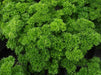 Organic Heirloom ,Triple Moss Curled Parsley,Petroselinum crispum,Culinary Herb year-round. - Caribbeangardenseed