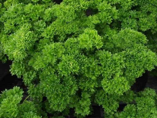 Organic Heirloom ,Triple Moss Curled Parsley,Petroselinum crispum,Culinary Herb year-round. - Caribbeangardenseed