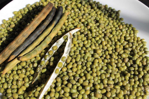 Organic MUNG BEAN (Green) A K A Chori, For Spouting , Food or Growing,Asian Vegetable - Caribbeangardenseed