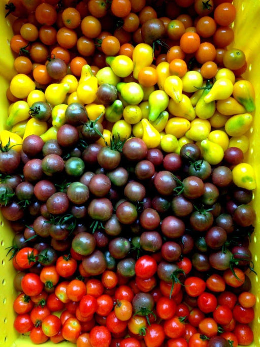 Organic Non-GMO Cherry Tomato Seed - Open-Pollinated - (Allsort Mix) Beyond the basic red cherry tomato,Versatile, colorful, and delicious ! - Caribbeangardenseed