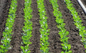 Organic Non-GMO - Jericho Green Romaine Lettuce - Caribbeangardenseed