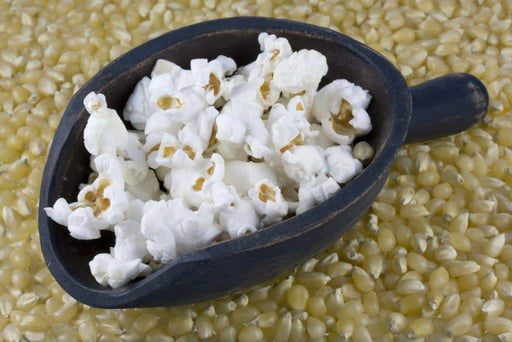 Japanese Hulless White Popcorn Seeds. - Caribbeangardenseed
