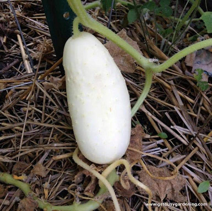 White Wonder CUCUMBER SEEDS, Gmo free Vegetables - Caribbeangardenseed