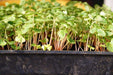 Organic Sprouting Salad Mix, - Caribbeangardenseed