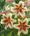 Oriental Trumpet- Lavon - ( Bulbs) GREAT CUT FLOWERS Perennial ! - Caribbeangardenseed