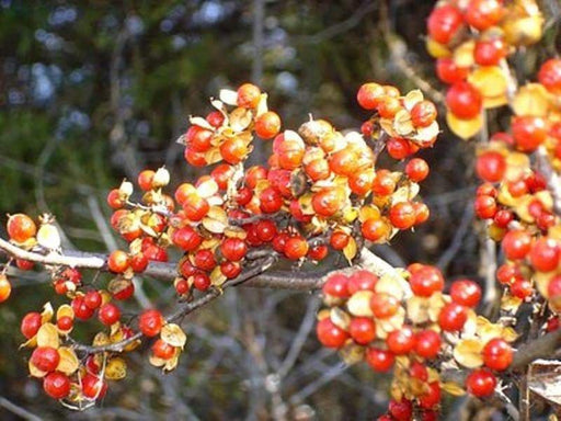 Oriental Staff Vine Seeds - also commonly called Oriental Bittersweet , Japanese Bittersweet or Asiatic Bittersweet ! - Caribbeangardenseed