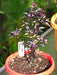 Black PRINCE ,PEPPER SEEDS Capsicum annuum-Ornamental - Caribbeangardenseed